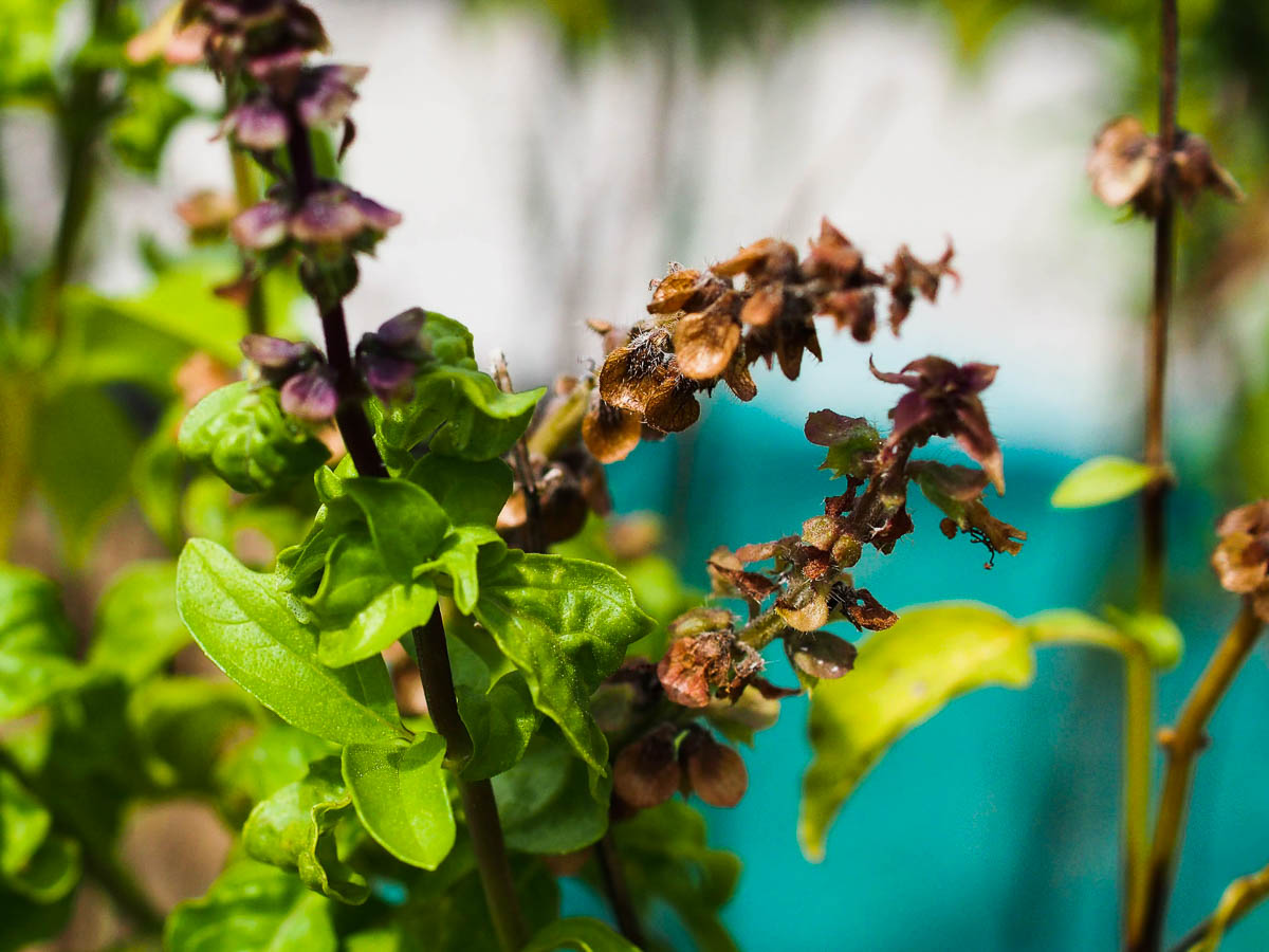 Thai Basil